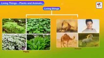 Plants And Animals