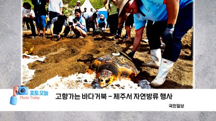 [포토오늘] 고향가는 바다거북 - 제주서 자연방류 행사  / YTN