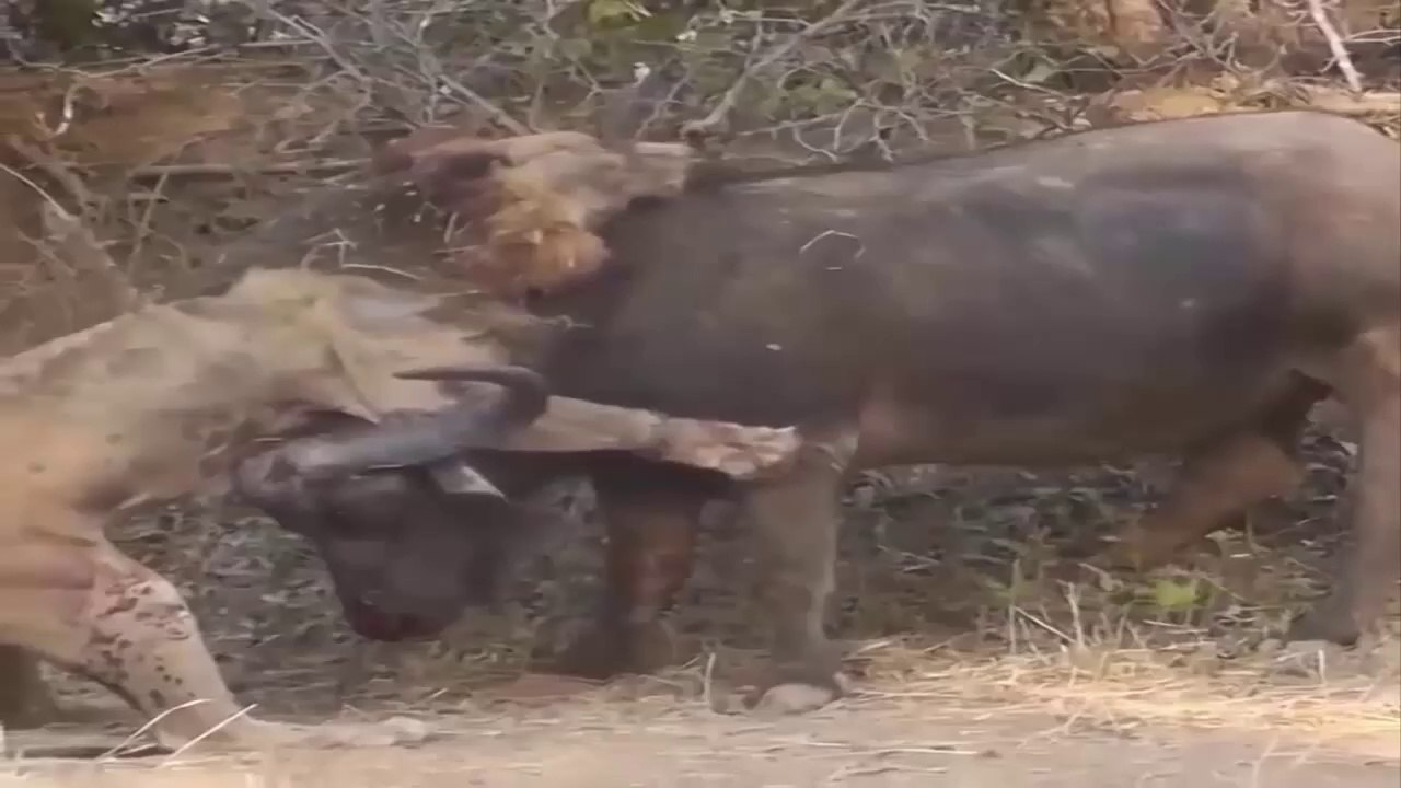 Lion Faced the Brave Bull - Watch Bull Fight
