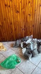 Operação Protetor: mais de 100kg de maconha são apreendidos em Guaíra