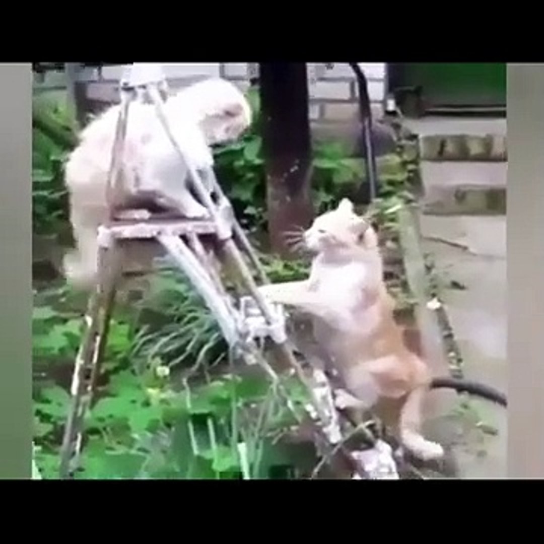 ⁣Funny pets