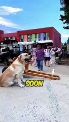 Little Girl Gets Driven By A Dog(360P)