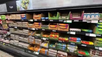 Warning bird flu outbreak may reach penguins in Sydney Harbour