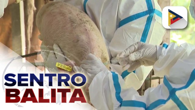 Pagbabakuna kontra ASF, sinimulan na ng pamahalaan sa Lobo, Batangas ngayong araw