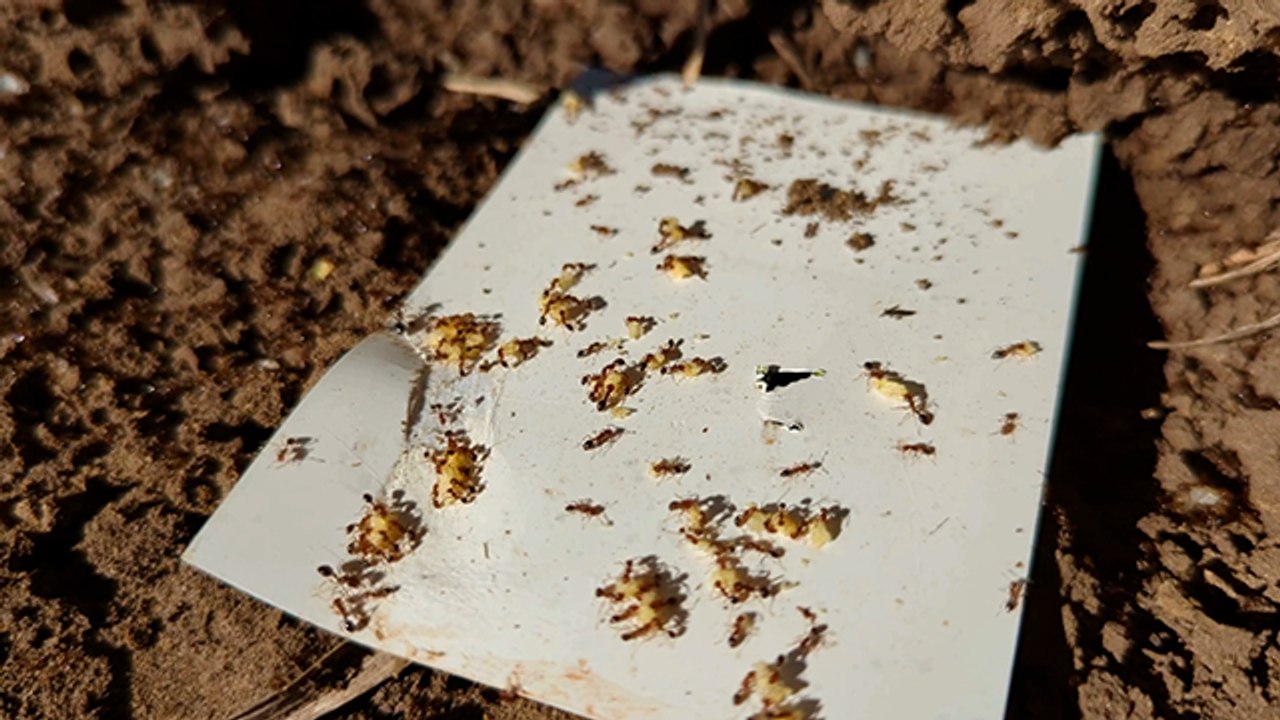 Fire ant bait | Farm Online