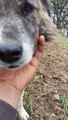 Funny animal #comedyvideo#viralvideo#dog