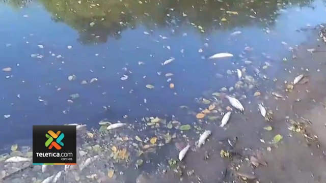 tn7-Vecinos-de-Puntarenas-denuncian-muerte-masiva-de-peces-en-manglar-280824