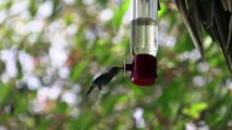 El ave más pequeña del mundo tiene una casa con jardín en Cuba