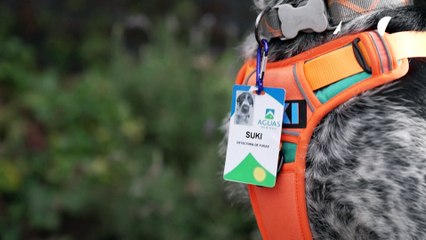 Suki, la perra que detecta con su olfato fugas de agua subterráneas en Chile