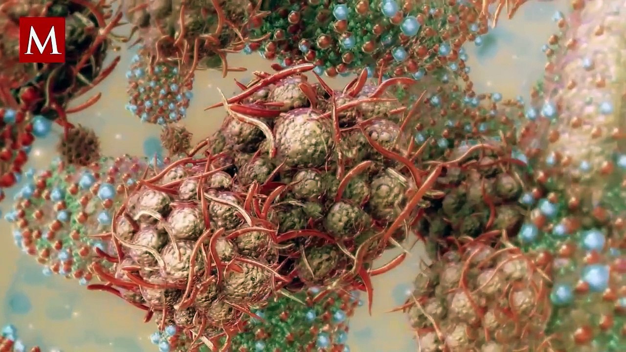 ¿Puede la vacuna contra la viruela humana o varicela defendernos de la viruela del mono?