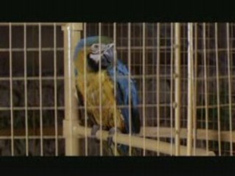 Peter Sellers the Party --2--