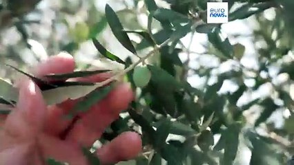 Bad news for gourmets: Italian olive oil production suffers from extreme heat and drought