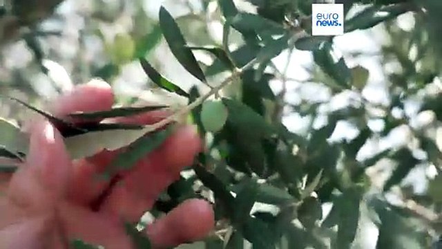 Bad news for gourmets: Italian olive oil production suffers from extreme heat and drought