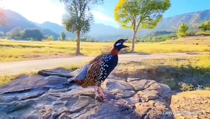 Pakistan men pay jany waly teetar | wildlife pakistan