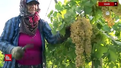 İzmir'de çekirdeksiz üzümün hasadı da kurutma mesaisi de erken başladı