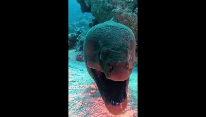 Regardez la bouche effrayante d'une murène 🐍