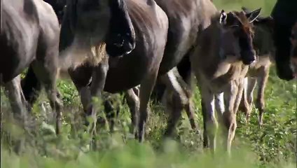 Nature's Great Events E03 - The Great Migration