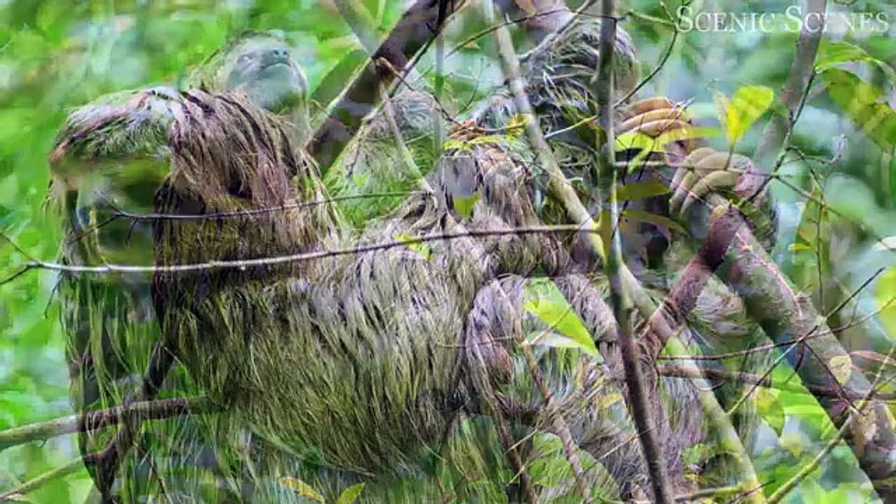 "Animals of the Amazon in 4K: Discover the Creatures of the Jungle | Amazon Rainforest | Scenic Relaxation Film"
