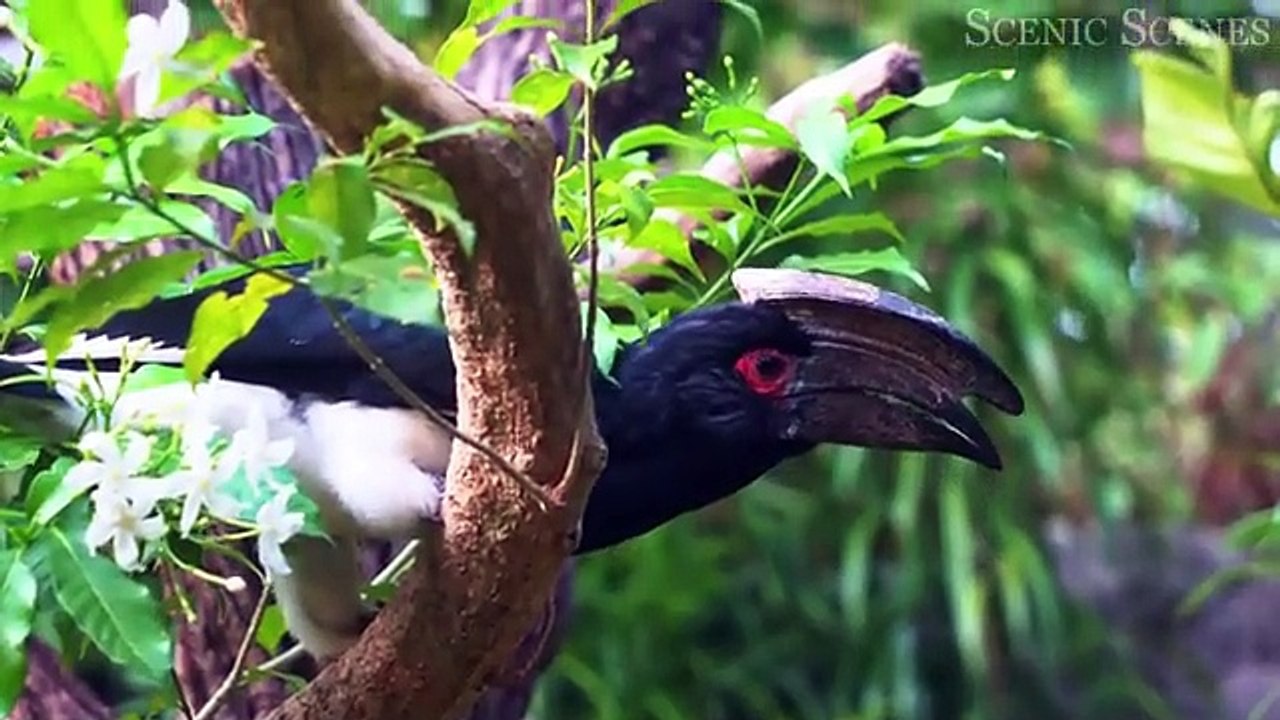 "Discover the Most Vibrant Birds in 4K: Forest Birds and Their Sounds"