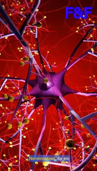 Die Nerven im Körper