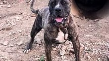 Aggressive Presa Canario Dog