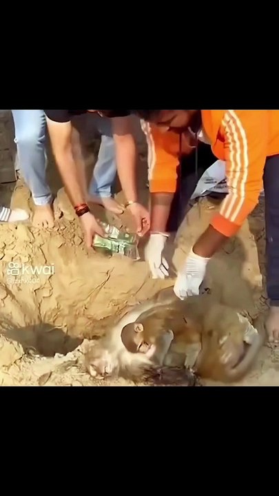 Poor baby monkey mourn his mother in her grave