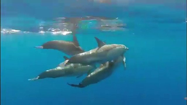La danza dei delfini all'Isola d'Elba