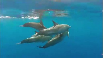 La danza dei delfini all'Isola d'Elba