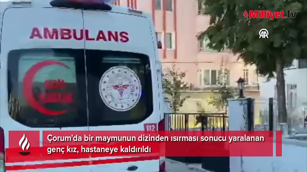Çorum'da maymunun saldırdığı genç kız yaralandı