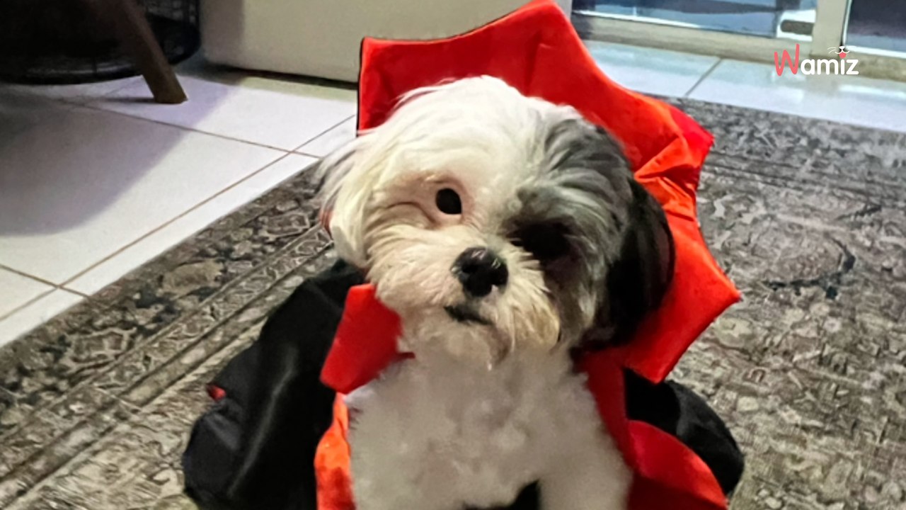 Elle emmène son chien chez le vétérinaire : le diagnostic est un vrai coup de poignard dans son coeur (Vidéo)