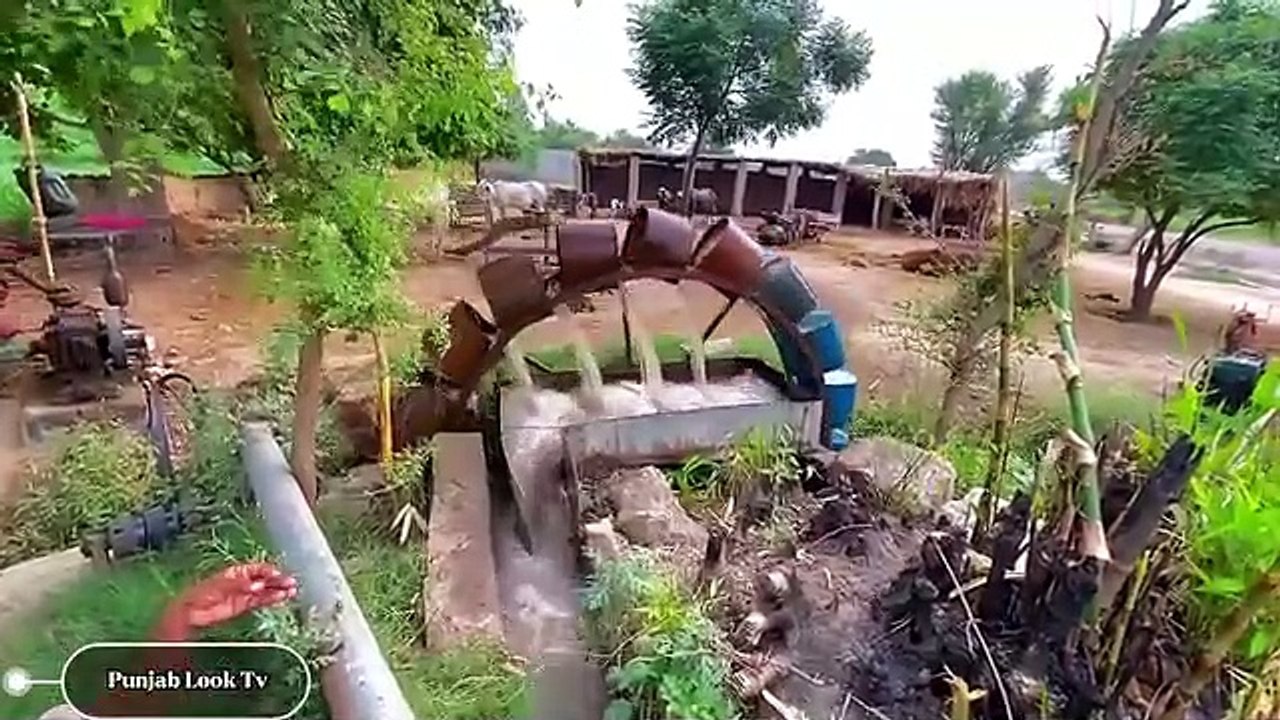 الري التقليدي لرفع المياه بالثيران3