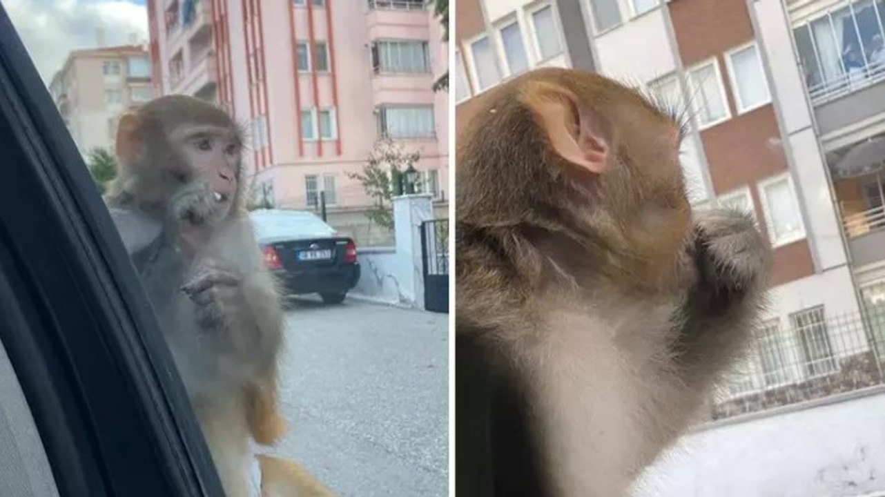Çorum’da maymunun saldırdığı bir kişi yaralandı