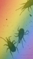 Voici ma nouvelle vidéo