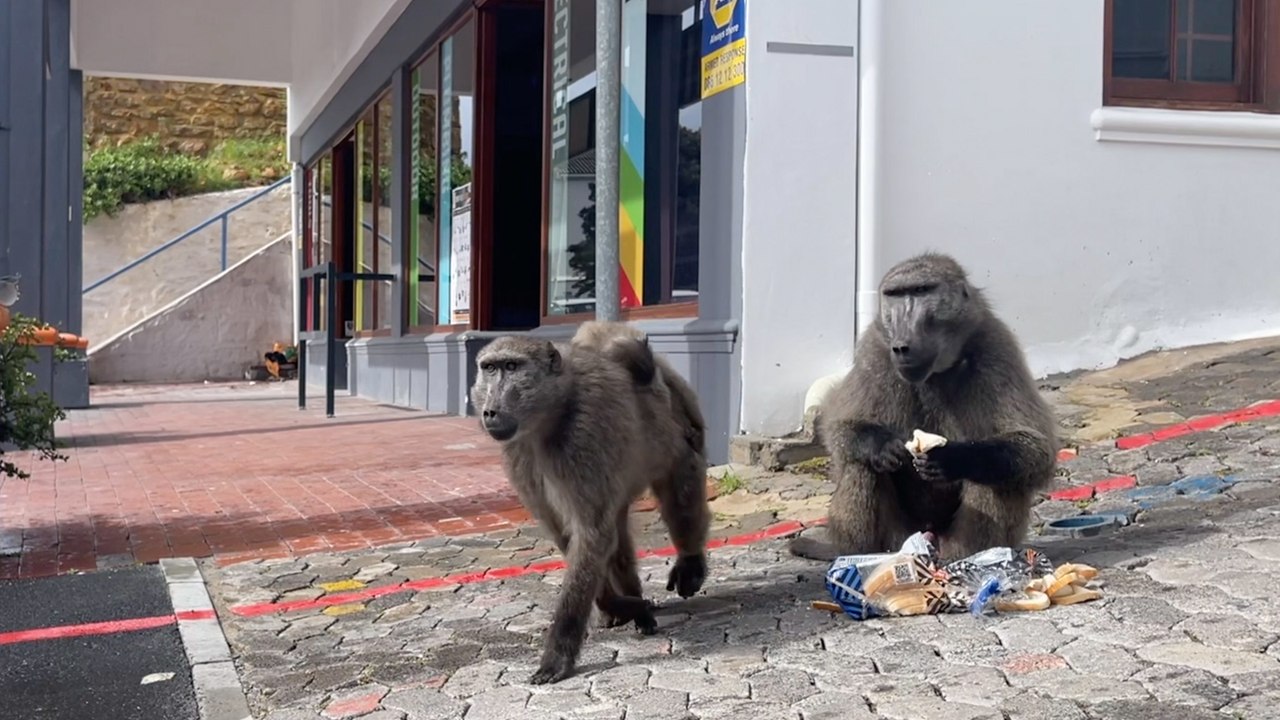 Südafrikanische stadt von pavianen überrannt