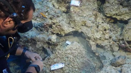 Antalya açıklarında su altı kazısında 3 bin 600 yıllık hançer bulundu