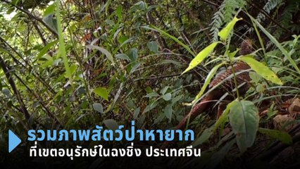 รวมภาพสัตว์ป่าหายาก ปรากฏตัวที่เขตอนุรักษ์ในฉงชิ่ง ประเทศจีน