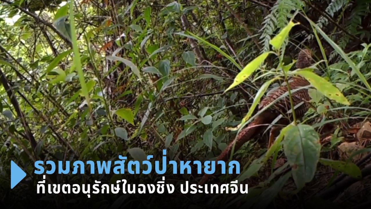 รวมภาพสัตว์ป่าหายาก ปรากฏตัวที่เขตอนุรักษ์ในฉงช...