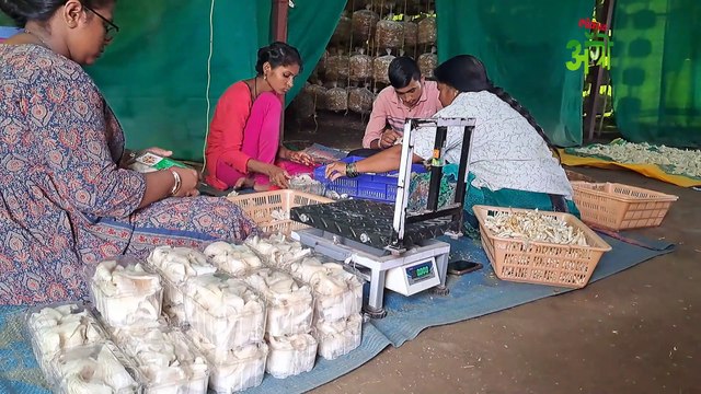 कमी खर्चात कशी सुरू करायची मशरूम शेती
