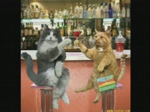 DANSE DES PTITS CHATS JJ LIONEL