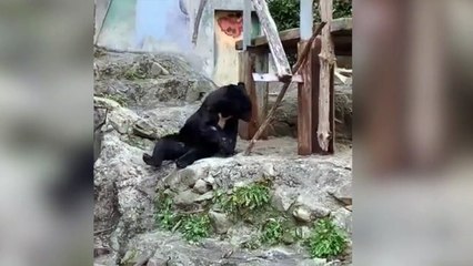 Impressionnant : cet ourson sait jongler avec les défis de la rentrée !