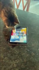 Ce chat sait retrouver la souris sur le téléphone !