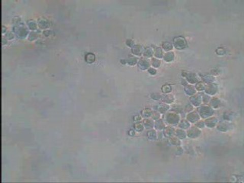 Observation de Levures au Microscope