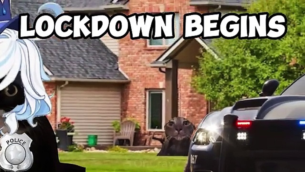 cat meme  lockdown