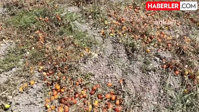 Bursa Karacabey'de Domates Üreticilerinin Sorunları Devam Ediyor