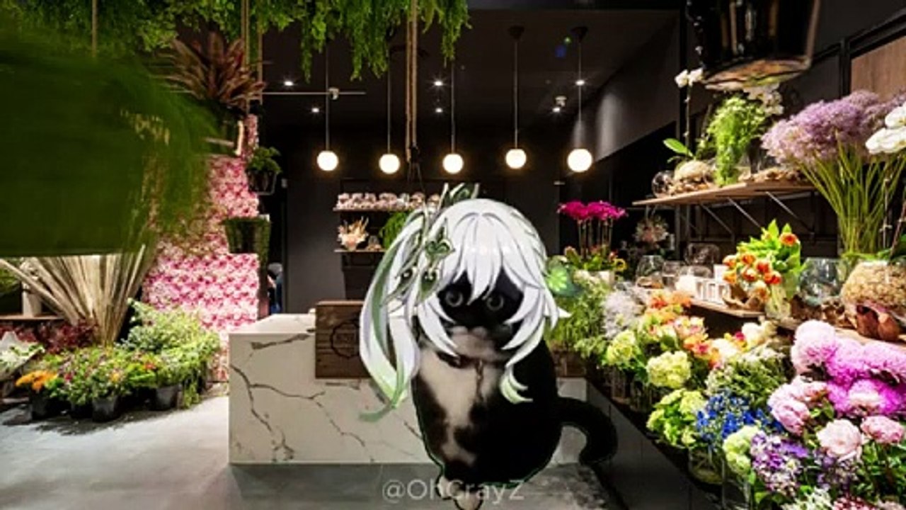 cat meme