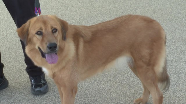 의견 '오수개' UN 식량농업기구 품종 등재 기념식 열려 / YTN