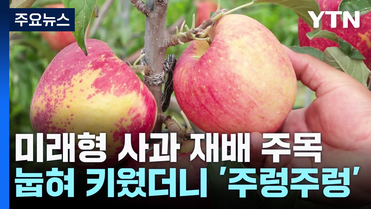 [녹색] 미래형 사과 재배...옆으로 눕혀 키웠더니 '주렁주렁' / YTN