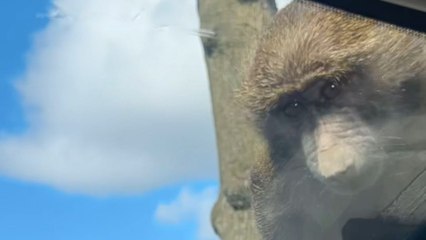 Monkey turns a visitor's car into his playground at 'Knowsley Safari Park'
