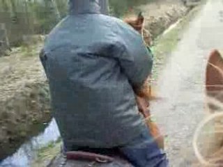 trot dans la foret de Rambouillet