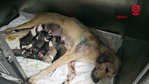 Otomobilin çarptığı hamile köpek doğum yaptı; 8 yavrusundan 1'i öldü